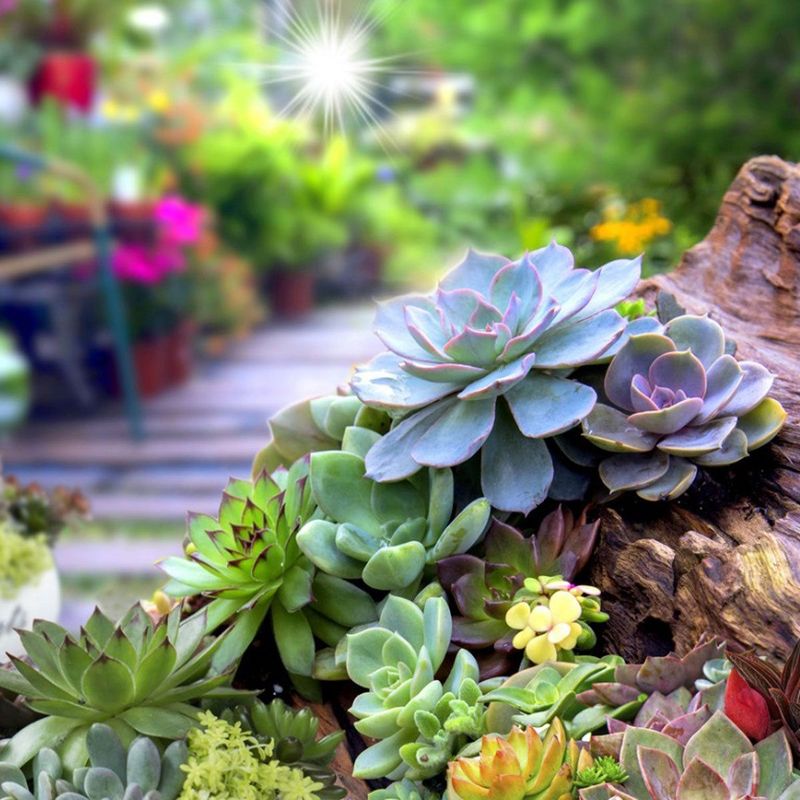 Succulent Arrangements