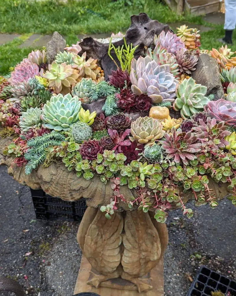 Succulent Arrangements