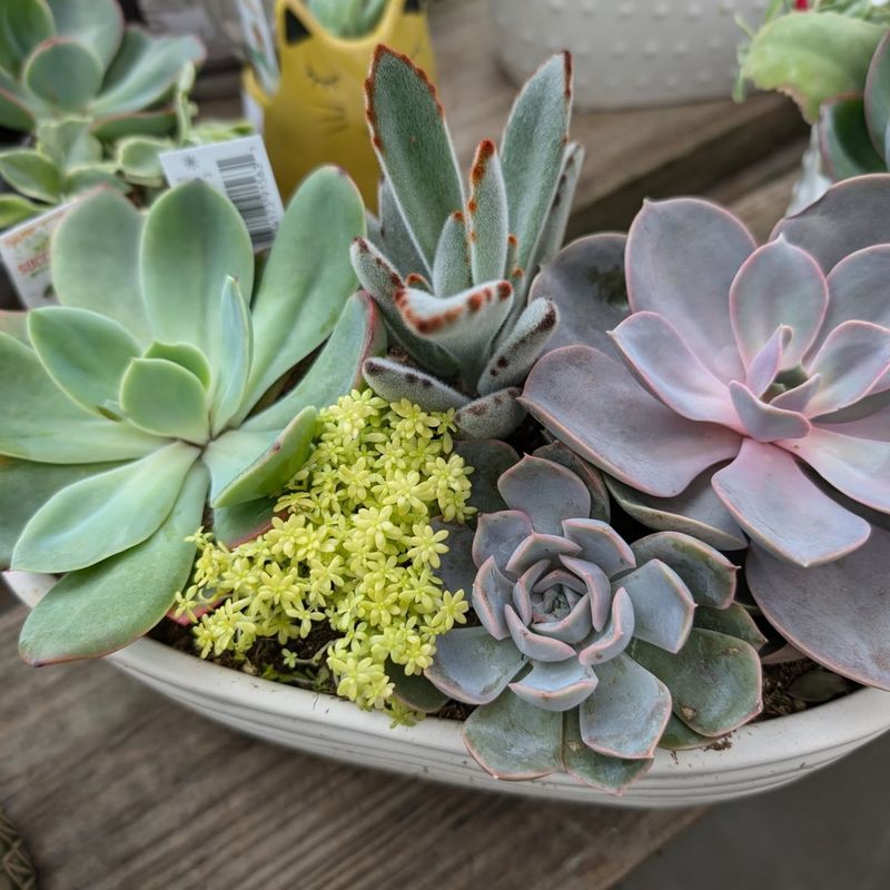 Succulent Assortment