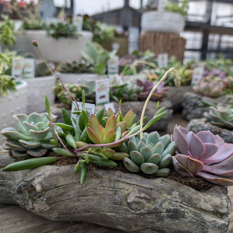 Succulent Assortment