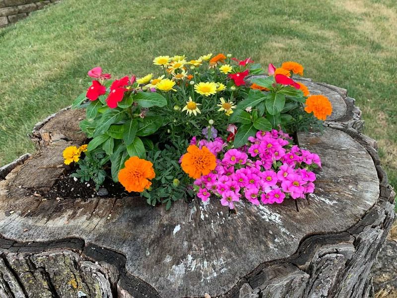 Wildflower Wonderland Stump