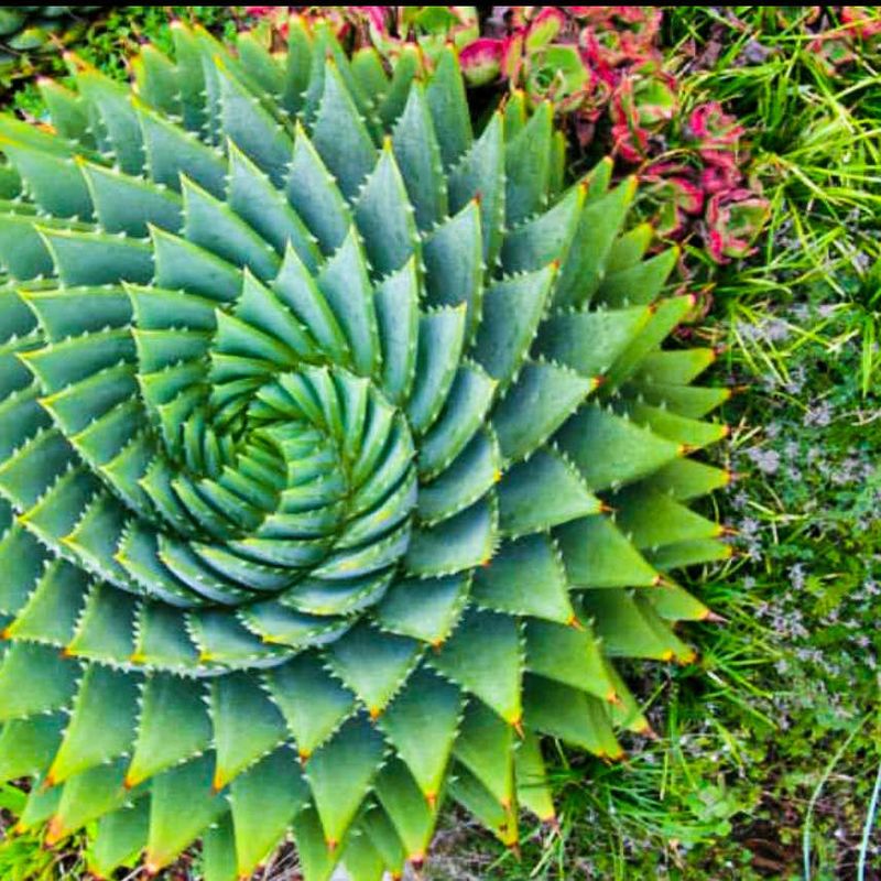 Succulent Spiral Delight