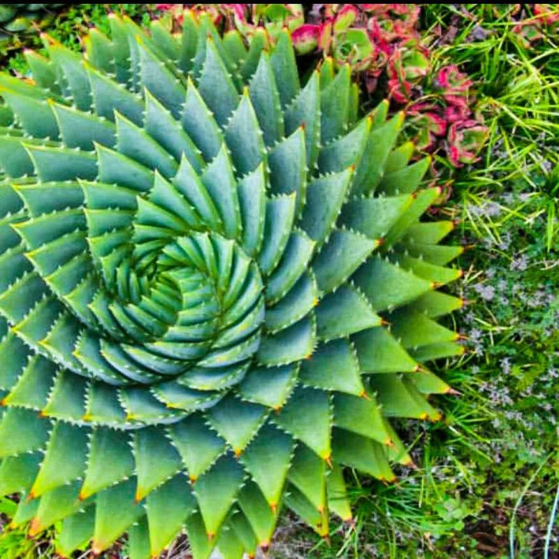 Succulent Spiral Delight