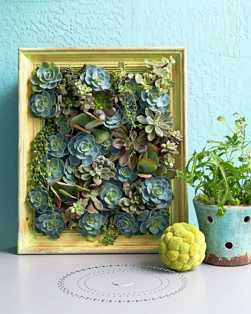 Succulent Wall Art