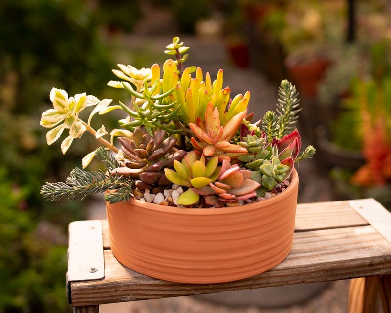 Succulents