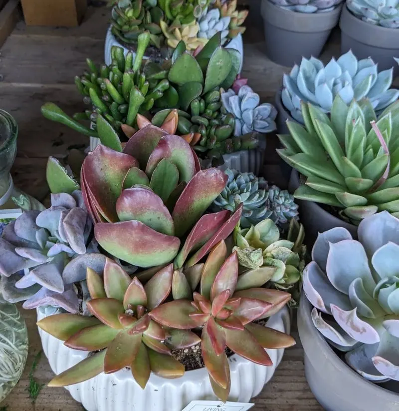 Succulents