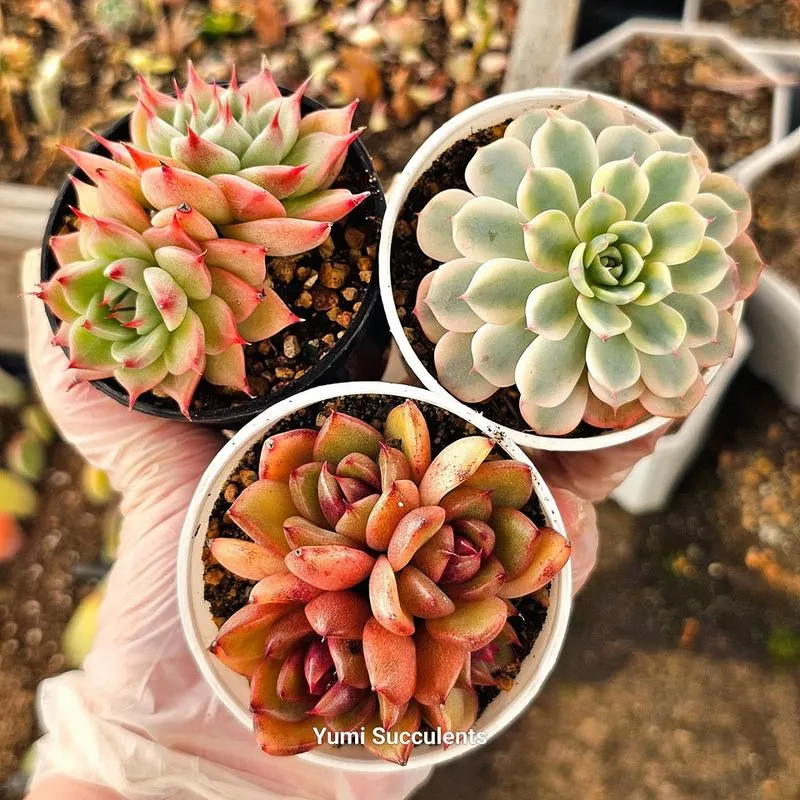 Succulents