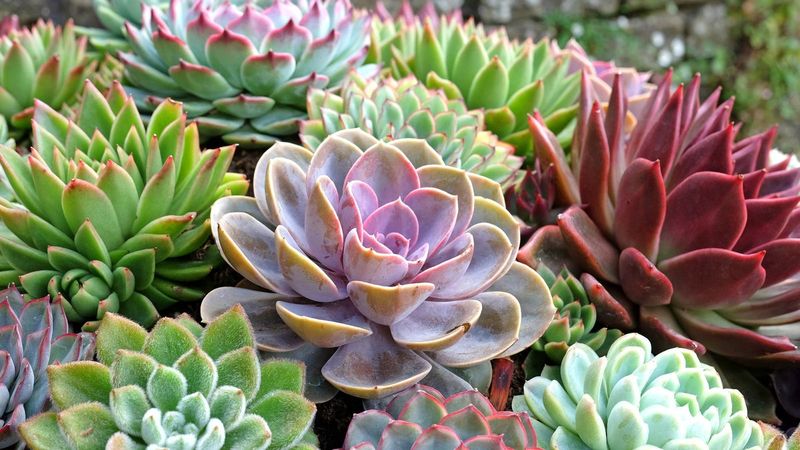 Succulents