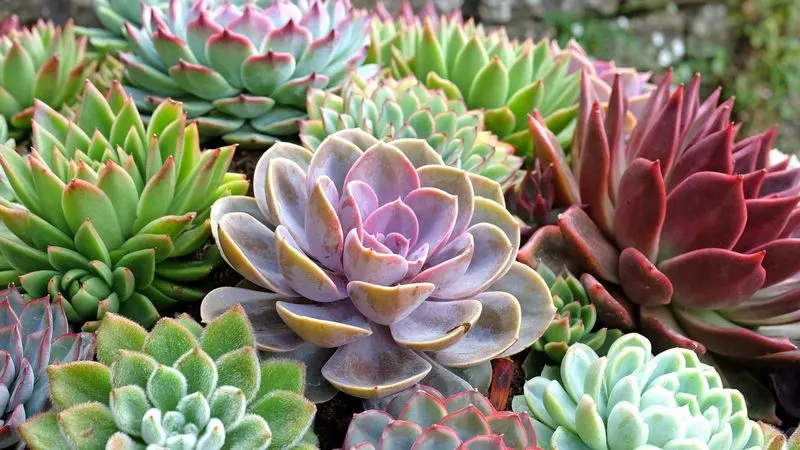 Succulents