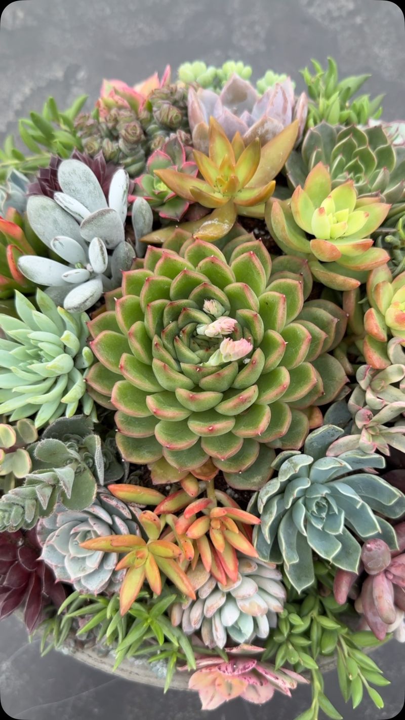 Succulents and Hostas