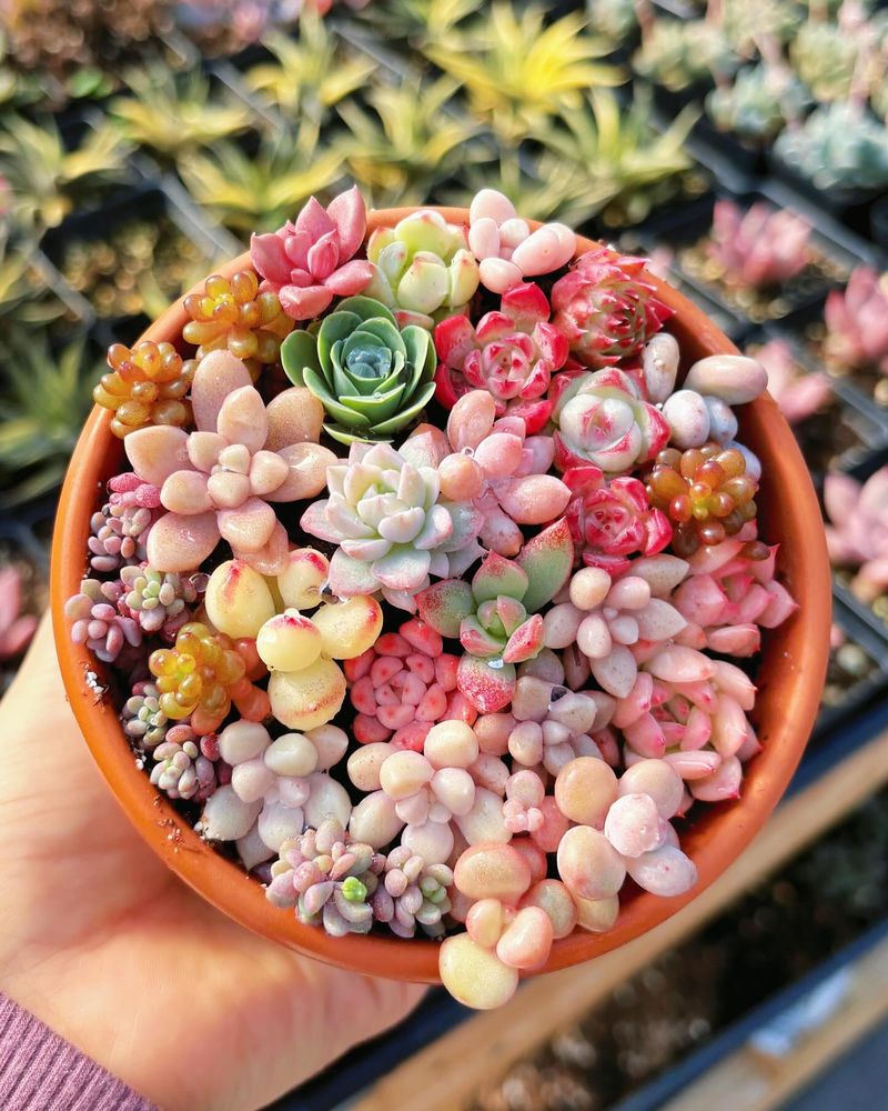 Succulents