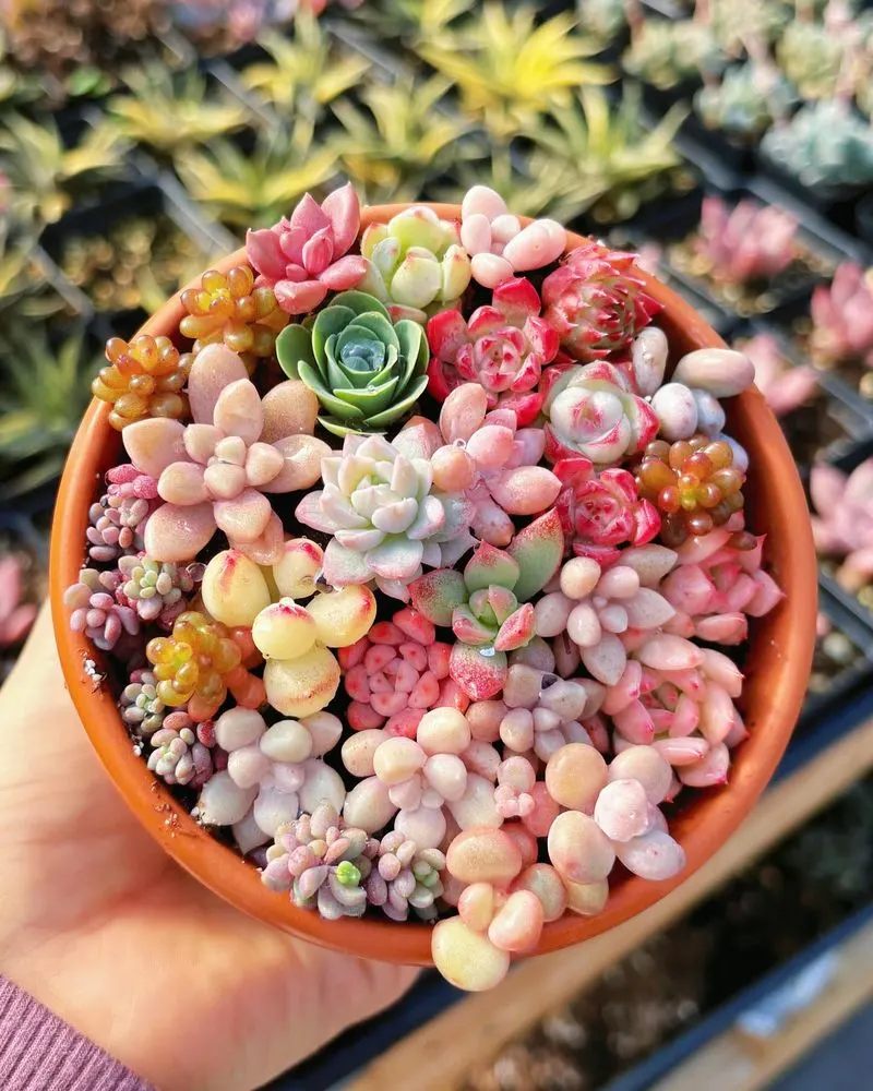 Succulents