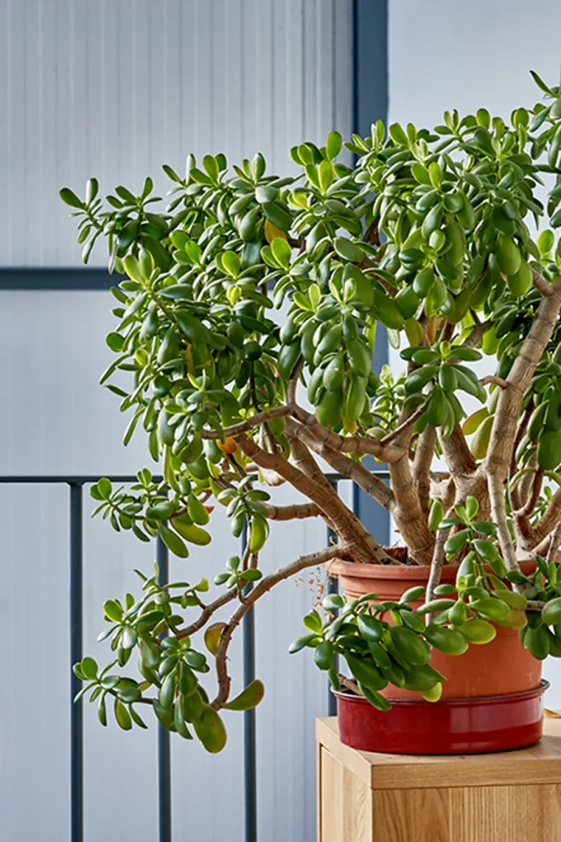 Jade Plant