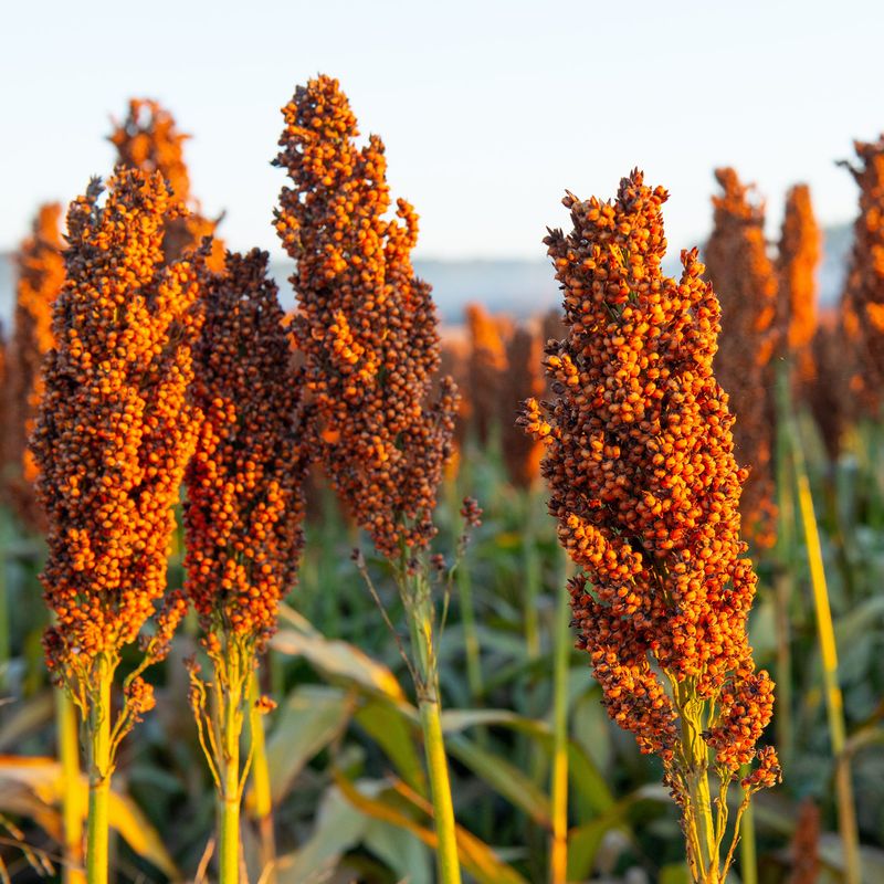 Sugar Drip Sorghum