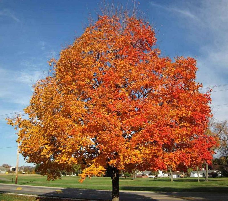 Sugar Maple