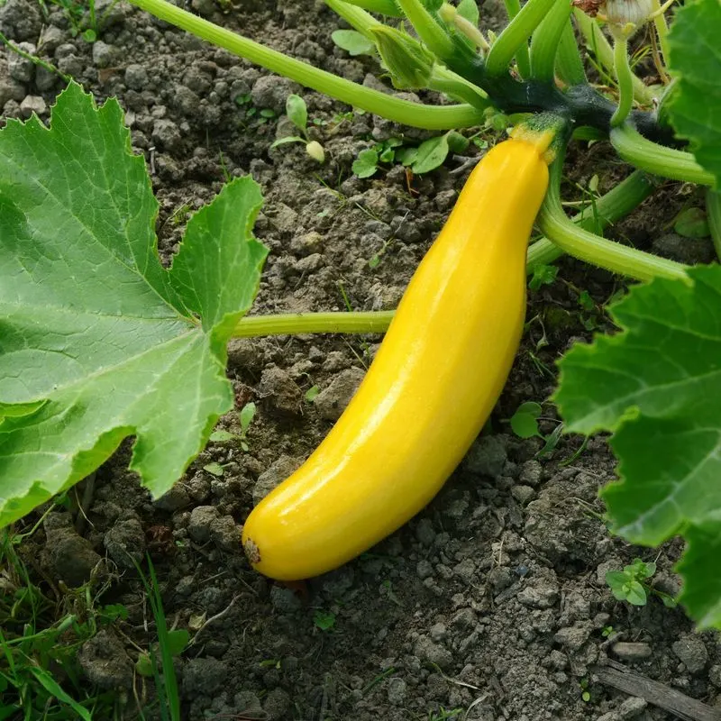 Summer Squash