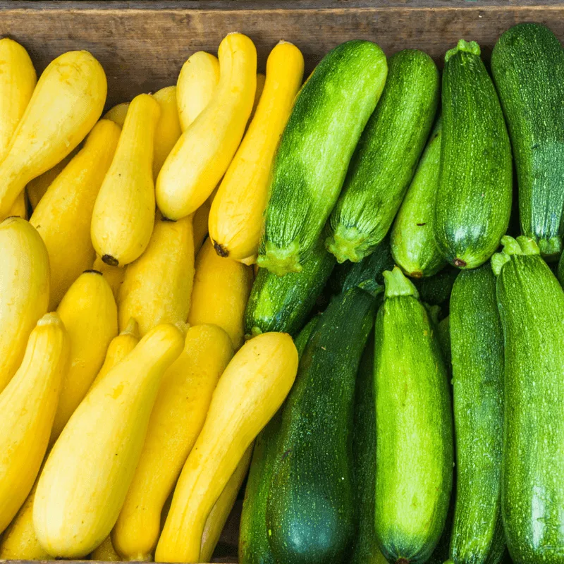 Summer Squash