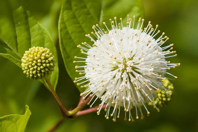 Buttonbush