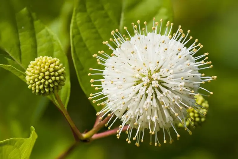 Buttonbush