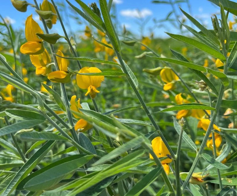 Sun Hemp