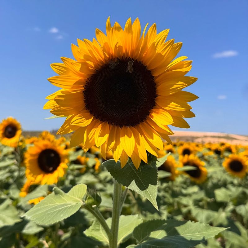 Sunflower