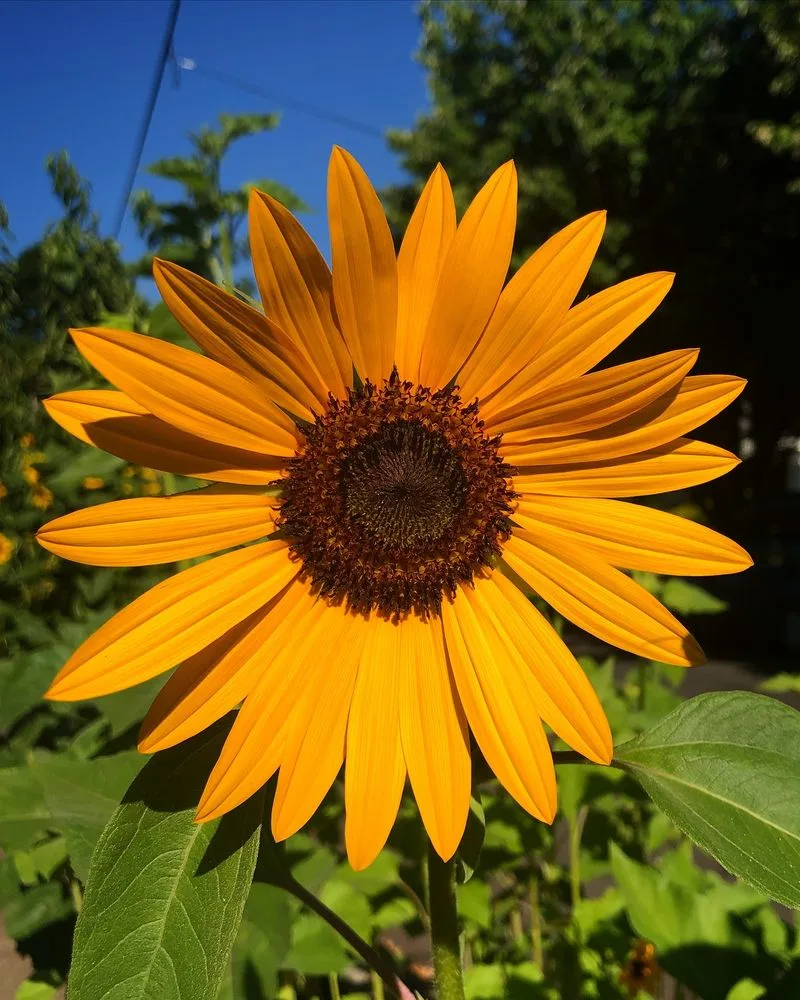 Sunflower