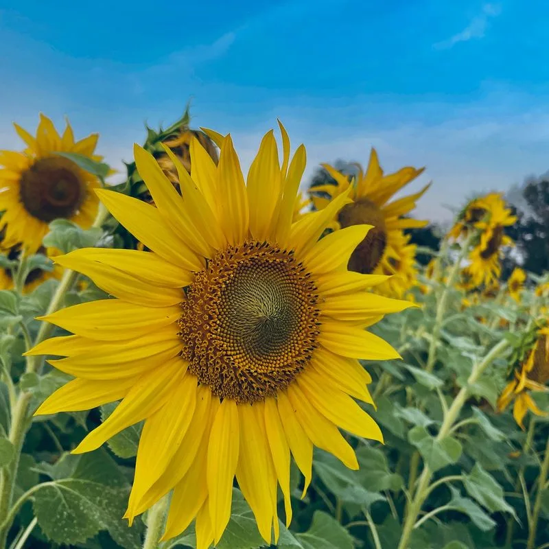 Sunflower