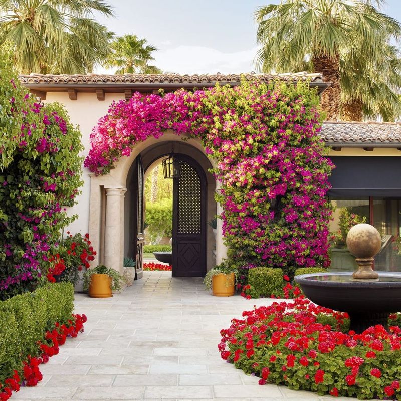 Bougainvillea
