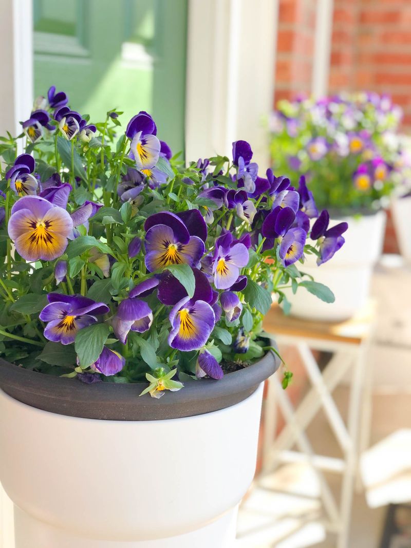 Pansy