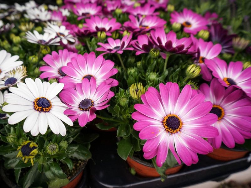 African Daisy