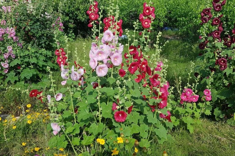 Hollyhock
