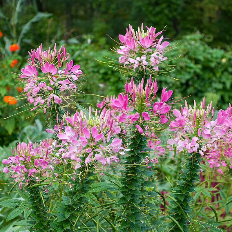 Cleome