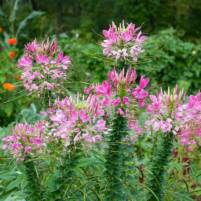 Cleome