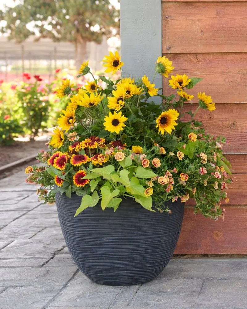 Sunflower