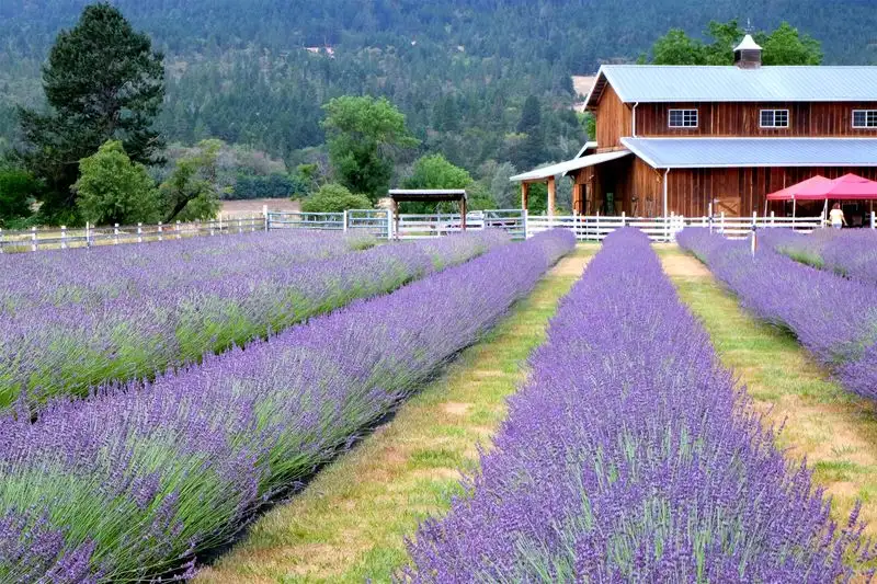 Lavender (Alternative to Lily of the Valley)