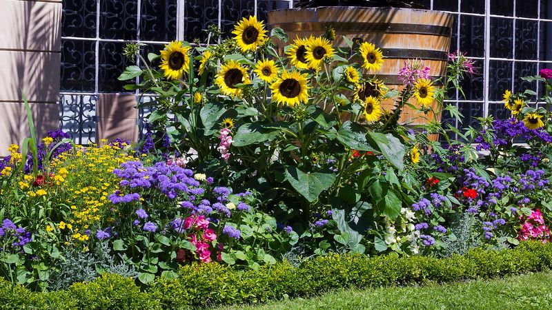 Sunflower Circle Splash