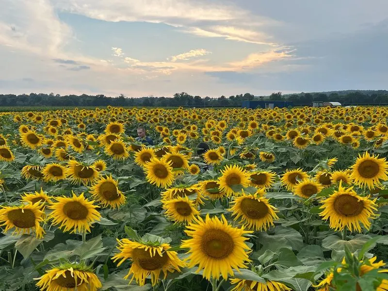 Sunflower