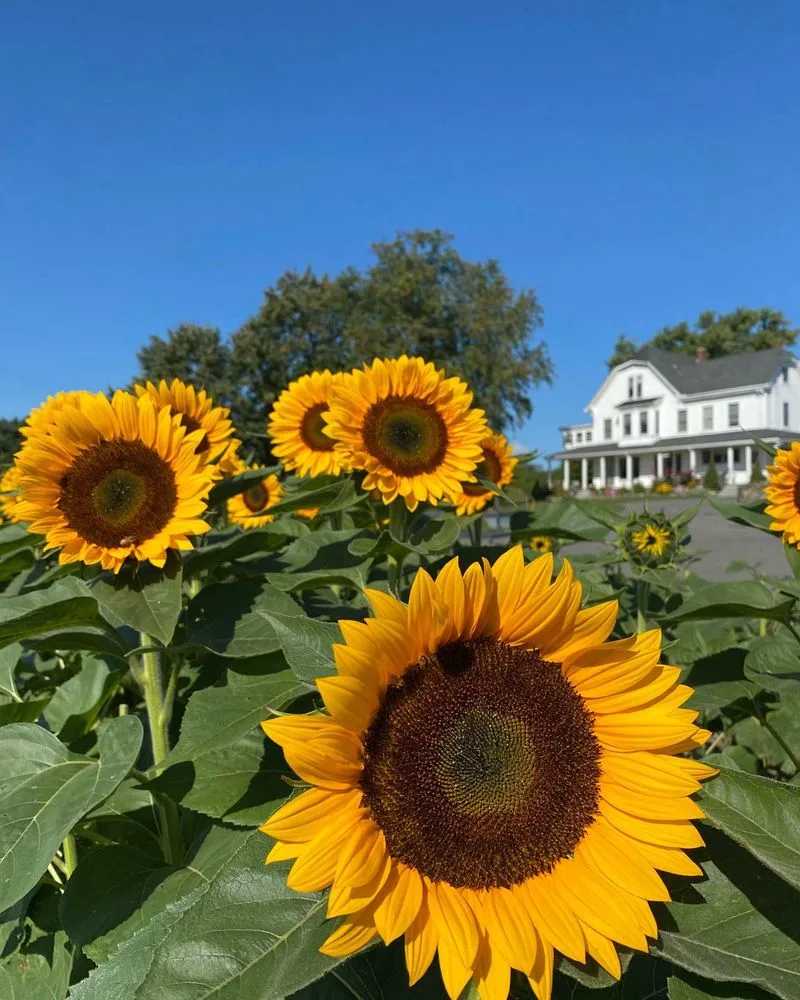 Sunflowers