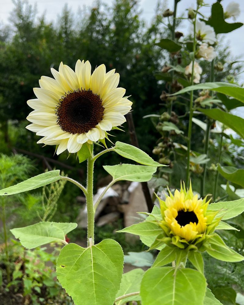 Sunflowers