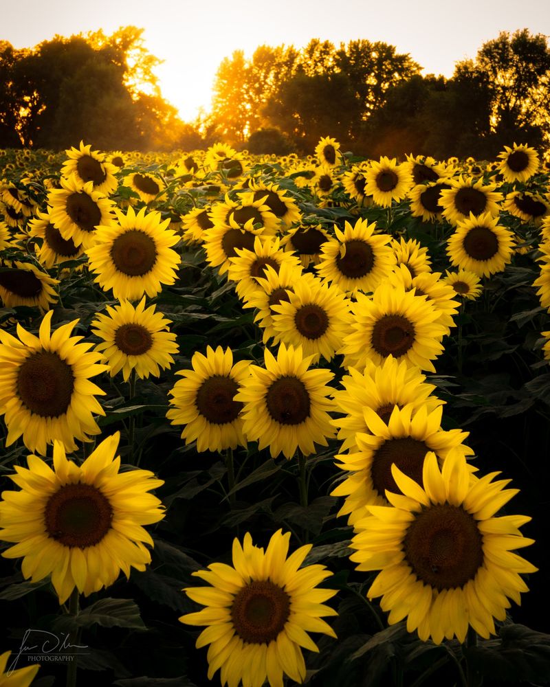 Sunflowers