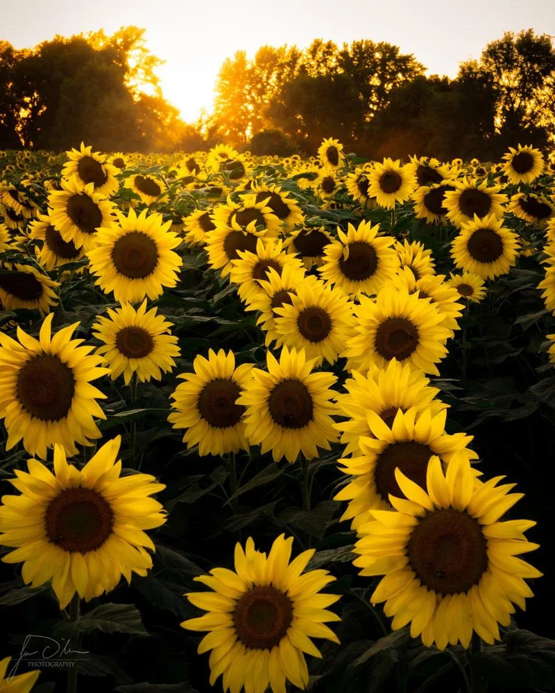 Sunflowers