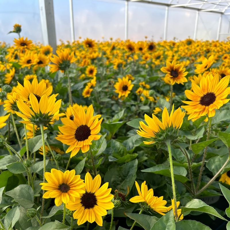 Sunflowers