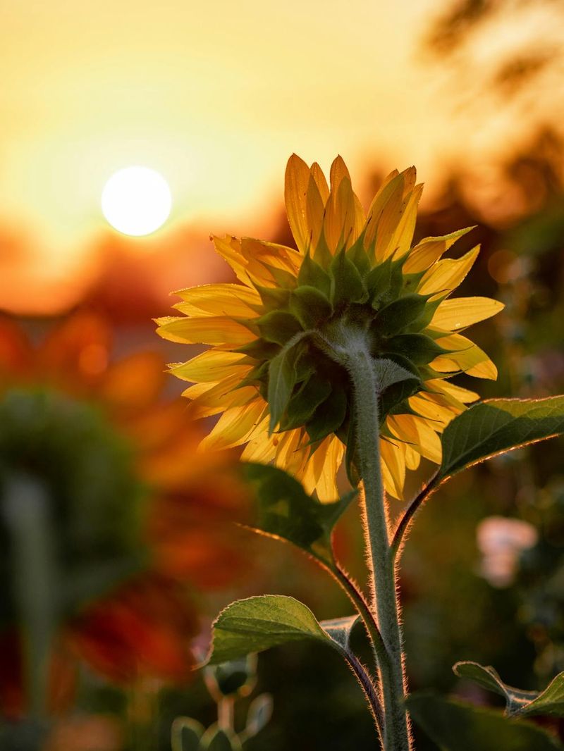 Sunflowers' Solar Dance