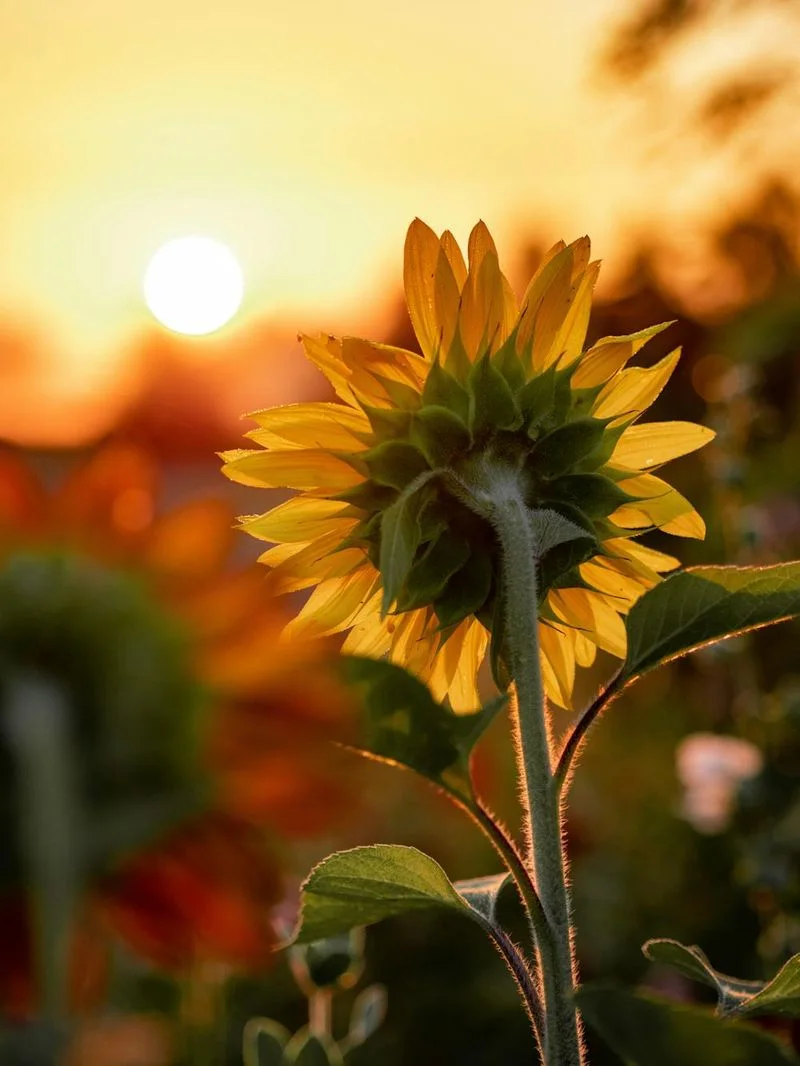 Sunflowers' Solar Dance