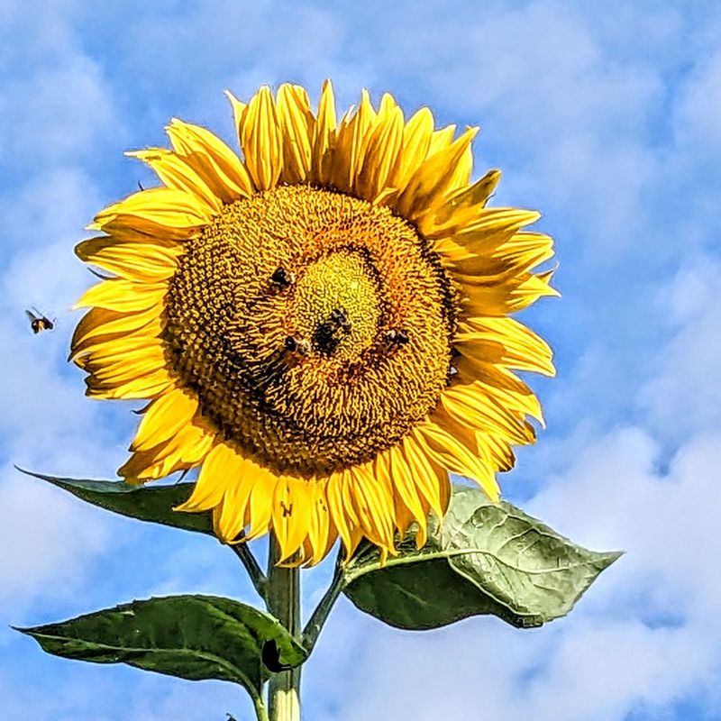 Sunflowers (Helianthus annuus)