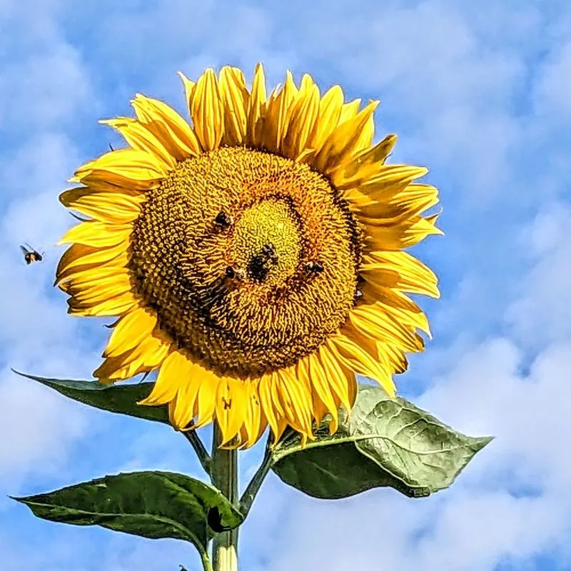 Sunflowers (Helianthus annuus)