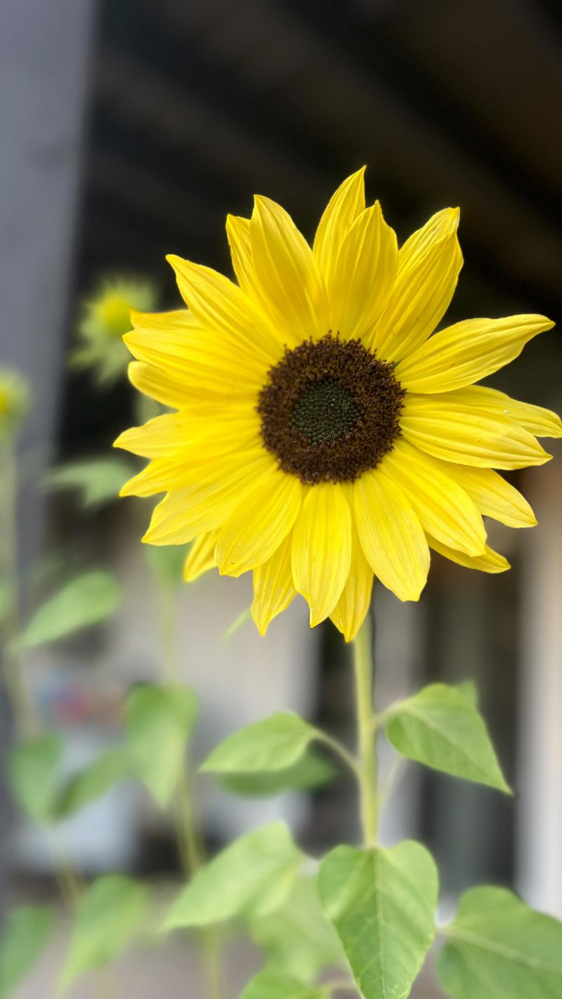 Sunflowers and Hydrangeas