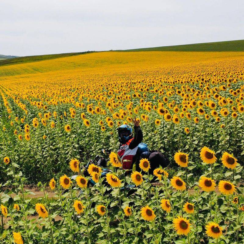 Sunflowers