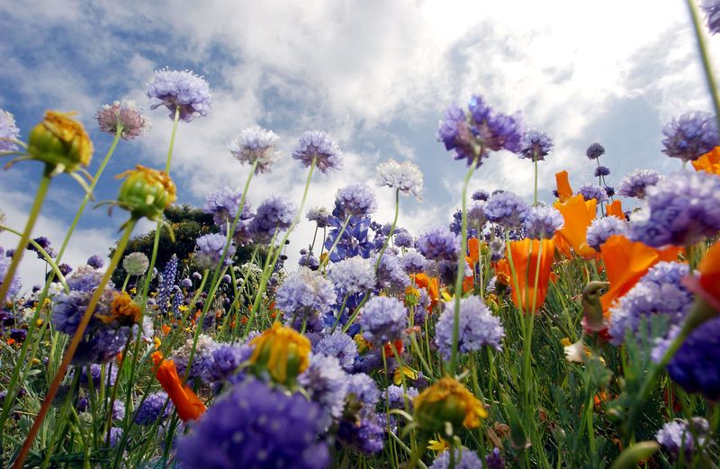 Native Plant Varieties