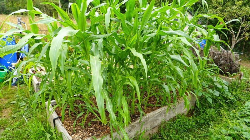 Support Tall Stalks